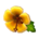 Hibiscus clock's Yellow variant