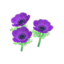 purple-windflower plant
