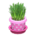 Cat grass's Pink variant