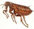 Human flea.jpg