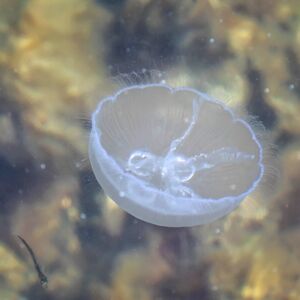 Moon jellyfish - Animal Crossing Wiki - Nookipedia