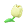 white tulips