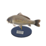 carp model