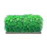 hedge