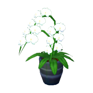 Moth Orchid NL Model.png
