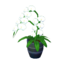Moth Orchid NL Model.png