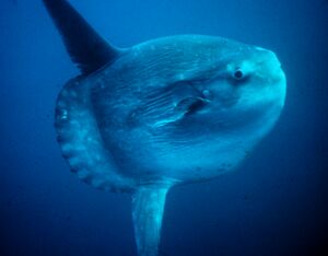 Ocean Sunfish Real.jpg