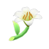 white lilies