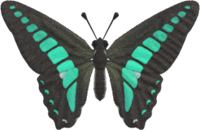 Emperor butterfly - Animal Crossing Wiki - Nookipedia