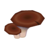 flat mushroom