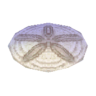 sand dollar