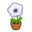 White-Windflower Plant NH Inv Icon.png