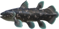 Artwork of Coelacanth