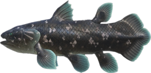 Coelacanth NH.png