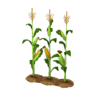 Cornstalks
