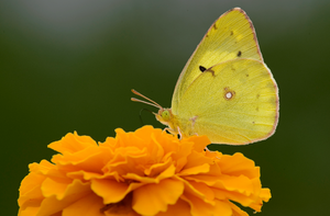 Real Yellow Butterfly.png