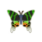 Madagascan Sunset Moth PC Icon.png
