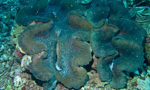 Gigas Giant Clam Real.jpg