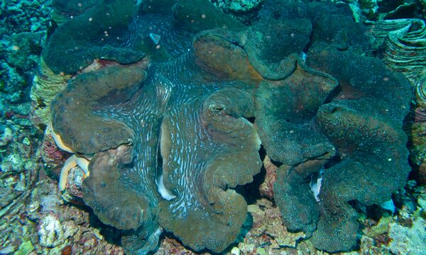 Gigas giant clam - Animal Crossing Wiki - Nookipedia