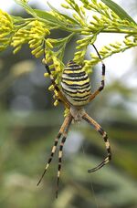 150px Wasp Spider Real