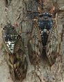 Brown Cicada Real.jpg