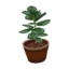 Rubber Tree CF Model.png