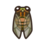 evening cicada