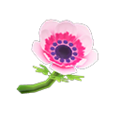 Pink Windflowers NH Icon.png