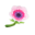 Pink Windflower