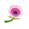 pink windflowers