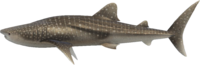 Artwork of Whale shark