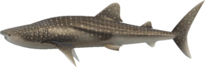 Whale Shark NH.png