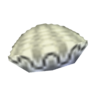 white scallop