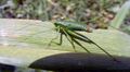 Long grasshopper.jpg