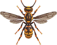 Artwork of wasp