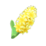 yellow hyacinths