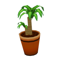 Dracaena