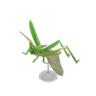 long locust model