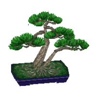 Mugho bonsai