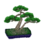 mugho bonsai