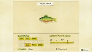 NH Critterpedia Yellow Perch Northern Hemisphere.jpg