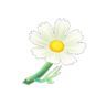 white cosmos