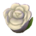 Rose sofa's White variant