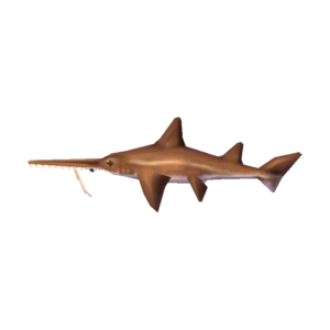 Saw Shark NL Model.png