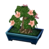 azalea bonsai