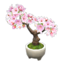 cherry-blossom bonsai