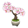 cherry-blossom bonsai