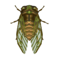 Evening Cicada CF Model.png