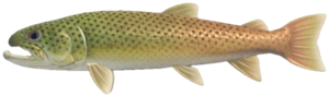 In-game image of stringfish