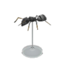 ant model
